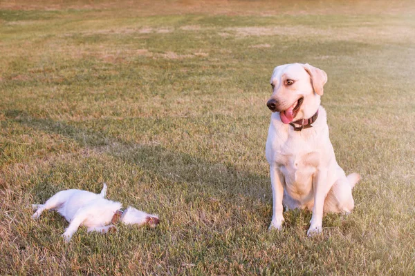 肖像画有趣的两只狗。拉布拉多做鬼脸和杰克·鲁塞 — 图库照片