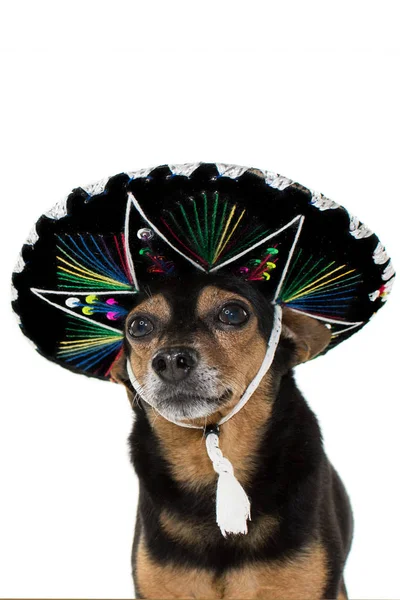 Мексиканский Пес Мариачи Funny Pincher Waring Traditional Cap Carnival Independe — стоковое фото