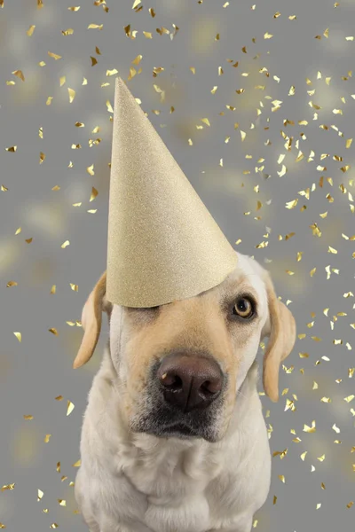Pies Golden Urodziny Lub Kapelusz Nowy Rok Labrador Retriever Obchodzi — Zdjęcie stockowe
