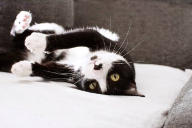 Kameraya bakarak kanepe üzerinde oynarken komik siyah kedi.