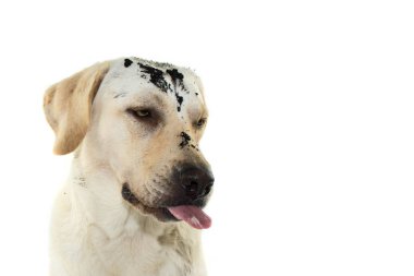 Komik çamurlu pis köpek surat. Labrador Retriever köpek yavrusu bir osuruk süre yapım cezalandırılır. Beyaz arka plan karşı izole.