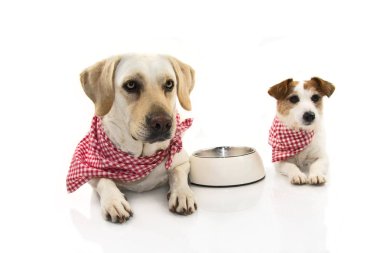 İki komik köpek yemek yeme. Labrador ve Jack ile boş bir kase yalancılık aşağı Russeell. İzole Studio vurdu beyaz arka planı.