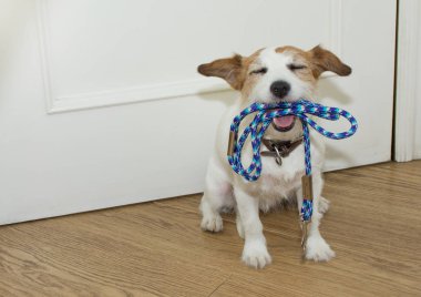 Jack Russell Köpek tasma ağız hazır kapının arkasında bir yürüyüşe Holding