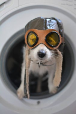 JACK RUSSELL DOG INSIDE A WASHING MACHINE WEARING A AVIATOR OR PILOT HAT AND GLASSES clipart