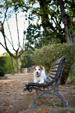 Jack Russell sonbaharda ahşap bir bankta oturan