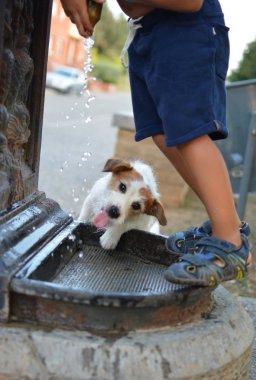 Küçük bir çocuk ve onun köpek içme suyu A Street musluk yaz sıcağında