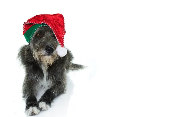 Boże Narodzenie Białym Tle Pies Kapelusz Czerwony Zielony Mikołaj Leżącej — Zdjęcie stockowe