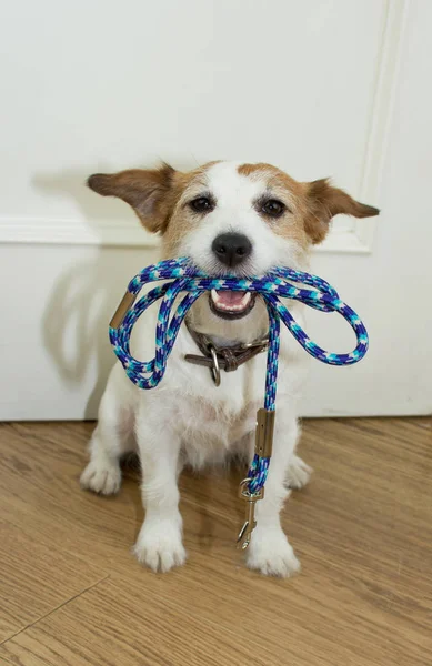 Jack Russell Köpek tasma ağız hazır kapının arkasında bir yürüyüşe Holding