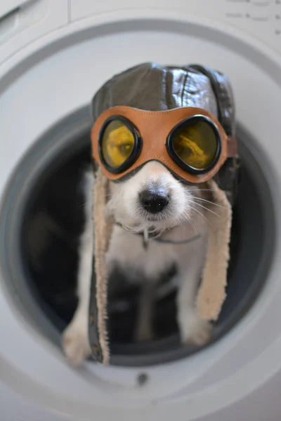 Jack Russell Perro Una Máquina Lavado Que Lleva Aviador Piloto — Foto de Stock