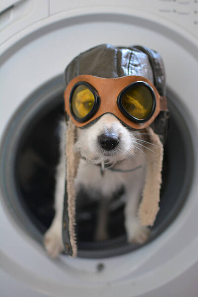 JACK RUSSELL DOG INSIDE A WASHING MACHINE WEARING A AVIATOR OR PILOT HAT AND GLASSES