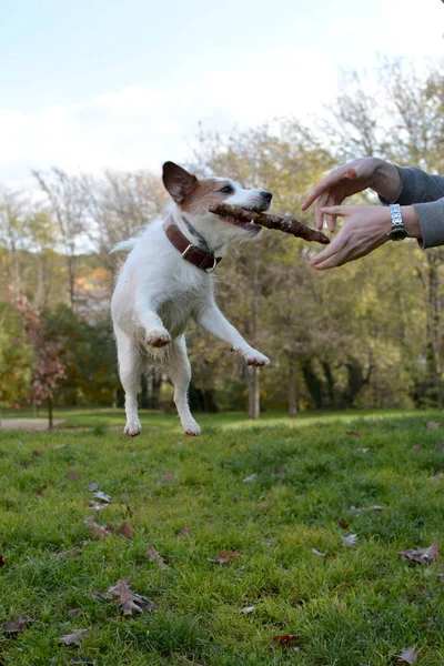 JACK RUSSELL DOG JUMPING  AND FLYING HIGHT TO CATCH A STICK ON PARK AND NATURAL GRASS BACKGROUND