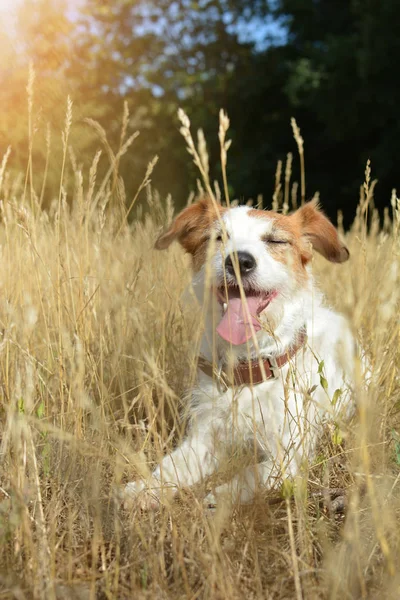 Jack Russell Cachorro Deitado Fora Língua Calor Verão — Fotografia de Stock