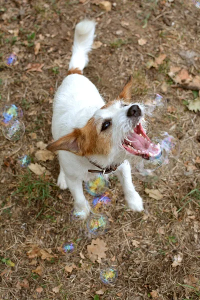 Jack Russell Kutya Játszik Szappanbuborék Park — Stock Fotó