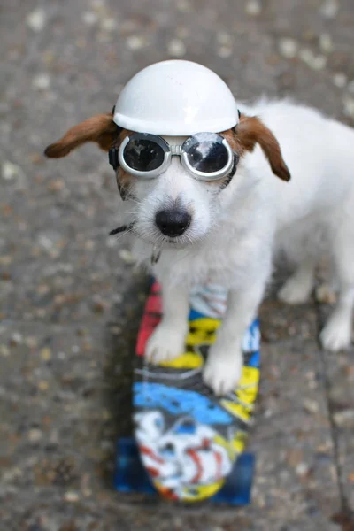 Jack Russell Cachorro Andando Skate Vestindo Capacete Óculos Sol — Fotografia de Stock