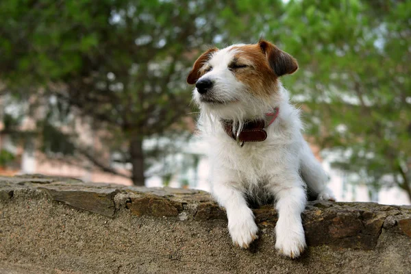 Jack Russell Dog Détendre Reposer Avec Fermé Eyeson Laterite Mur — Photo