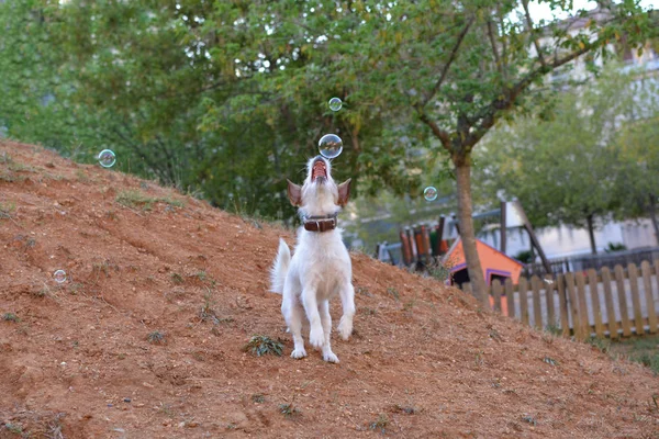 Джек Рассел Собака Грає Мильними Бульбашками Парку — стокове фото
