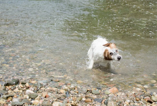JACK RUSSELL DOG SHAKING OFF WATER IN THE RIVER