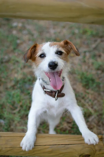 Feliz Jack Russell Dog Portrait Con Tongue Out Buscando — Foto de Stock