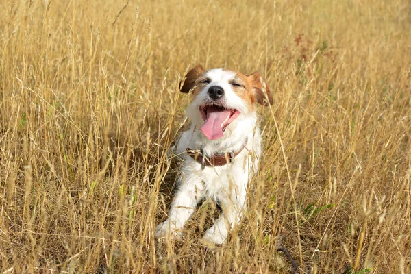 Jack Russell Dog Tongue Fuera Calor Verano Fondo Trigo — Foto de Stock