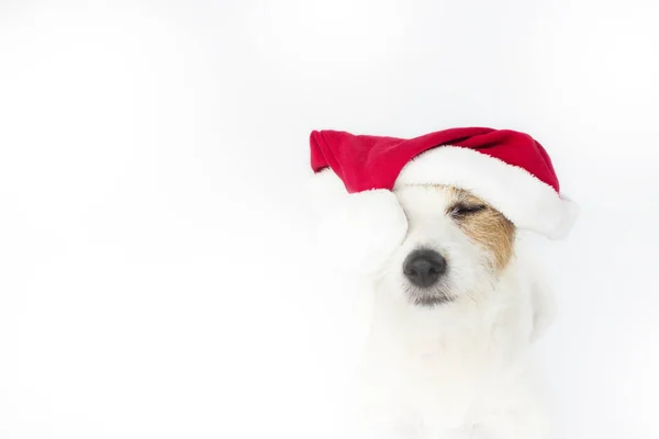 Jack Russell Pies Noszenie Czerwony Christmas Santa Hat Oczy Zamknięte — Zdjęcie stockowe