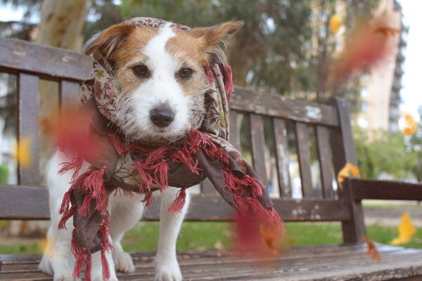 JACK RUSSELL DOG WEARING A SCARF AROUND NECK SITTING ON PARK BENCH ON AUTUMN BACKGROUND