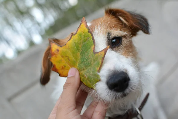 Jack Russell Perro Con Leja Autumna Cabeza Por Propietario — Foto de Stock