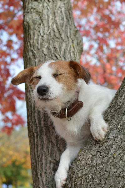 Джек Русселл Собака Закрытыми Глазами Перенимаемая Дереве Аутумом — стоковое фото