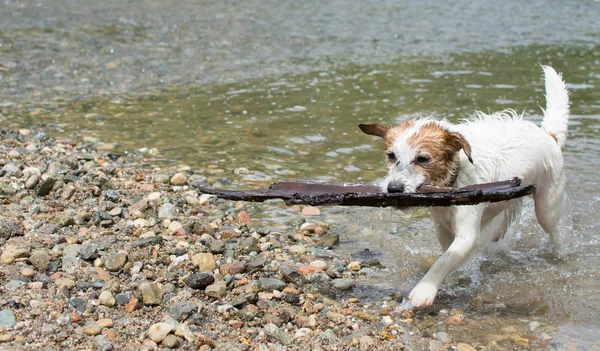 Pequeño Humedo Jack Russell Dog Carryig Gran Pato River Shore — Foto de Stock