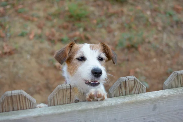 Pequeño Jack Russell Perro Mirando Por Encima Cerca Madera Jardín — Foto de Stock