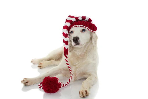Urocze Piękne Biały Pies Sobie Pasiasty Kapelusz Czerwony Santa Claus — Zdjęcie stockowe