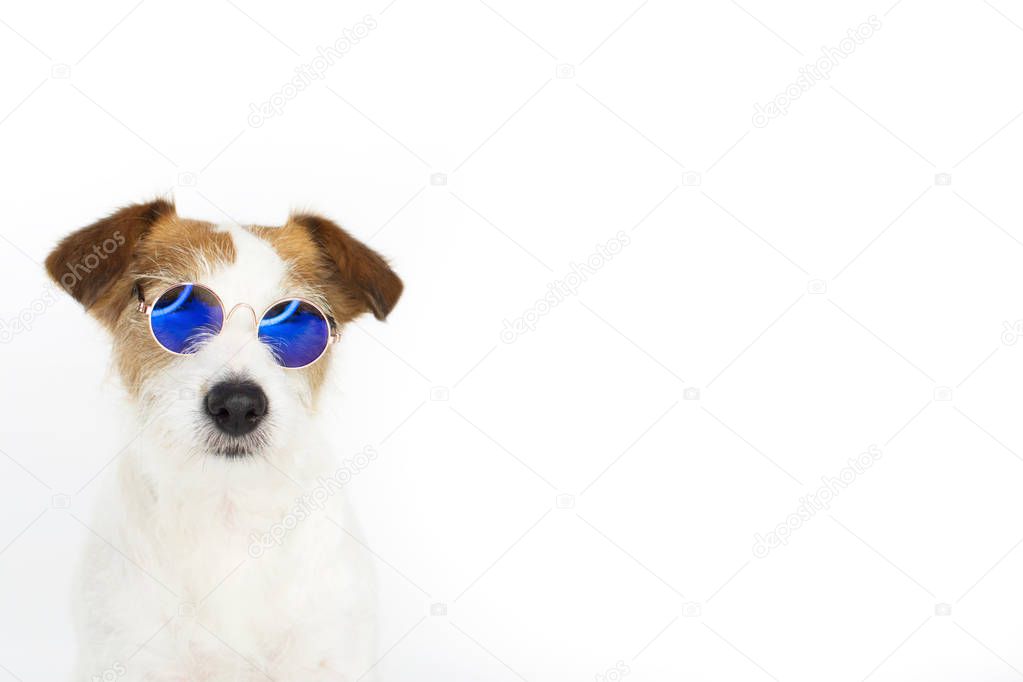 JACK RUSSELL DOG WEARING BLUE MIRROR SUNGLASSES ON SUMMER ISOLATED ON WHITE BACKGROUND. STUDIO SHOT WITH COPY SPACE.