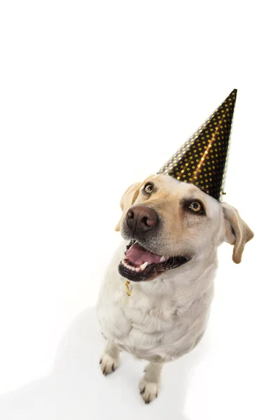 Hond Nieuwjaar Verjaardag Partij Hat Grappige Labrador Zitten Opzoeken Geïsoleerde — Stockfoto