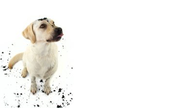 Komik köpek A yağ yapım kirli. Labrador yavru bir çamurlu su oyunda sonra. İzole Studio vurdu beyaz arka planı.