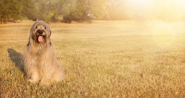 Ook Banner Gelukkige Hond Portret Harige Catalaanse Shephered Zittend Het — Stockfoto