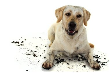 Kirli Mixedbred altın ya da Labrador geri almak ve sonra komik bir surat bir çamurlu su oyunda Mastiff köpek. Beyaz arka plan karşı izole. Stüdyo kopya alanı ile vurdu.