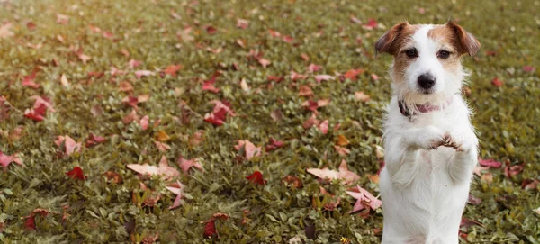 Webside Banner Autumn Dog Jack Russell Puppy Estando Sobre Dos — Foto de Stock