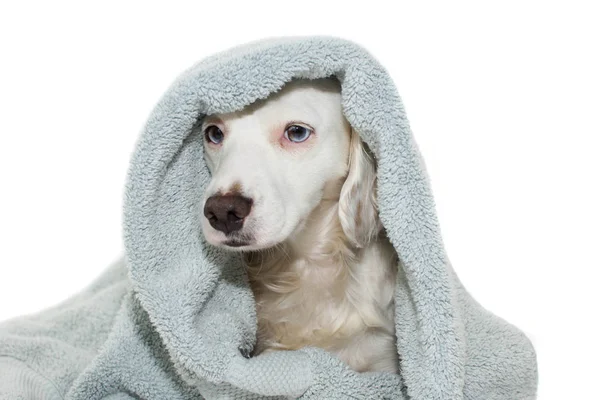 Hundebaden Niedlichen Welpen Mit Blauen Augen Wickeln Mit Einem Blauen — Stockfoto