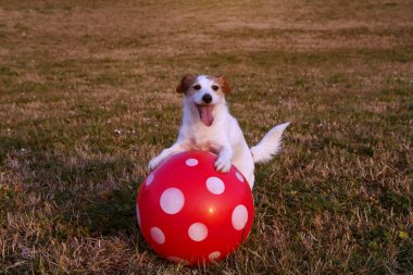 Portre mutlu ve aktif Jack Russell ile büyük bir kırmızı top yeşil çimen Park üzerinde oynayan köpek. 