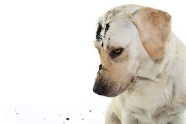 Kirli yaramazlık köpek. Labrador çamurlu su suçlu ifade ile oyunda sonra. Beyaz arka plan karşı izole.