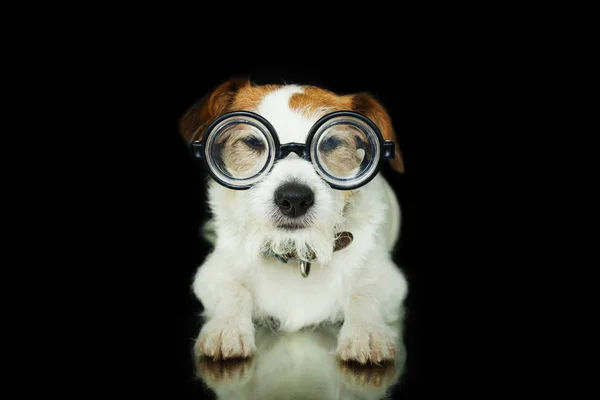 Funny Dog Waring Nerd Geek Glass Aislado Contra Fondo Negro — Foto de Stock