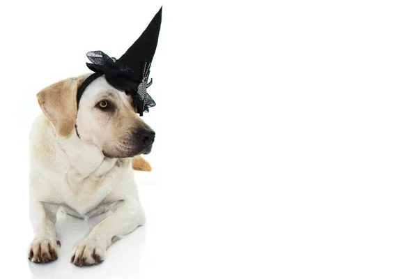 Zabawny pies Halloween. Labrador czarownica na sobie kapelusz kostium. Isol — Zdjęcie stockowe