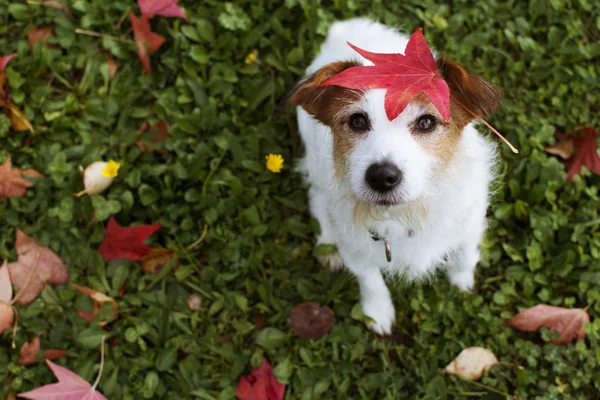 Perro Autumn Portrato Adorable Jack Russell Terrier Con Una Leja — Foto de Stock