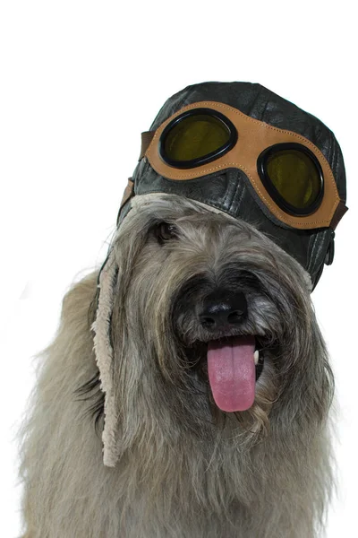 Funny Dog Vestindo Aviador Piloto Chapéu Com Goggles Isolado Banco — Fotografia de Stock