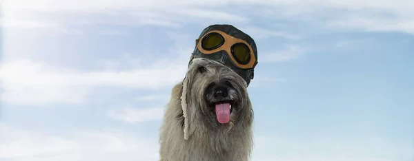 Banner Funny Chien Portant Aviateur Pilote Avec Des Goggles Isolé — Photo