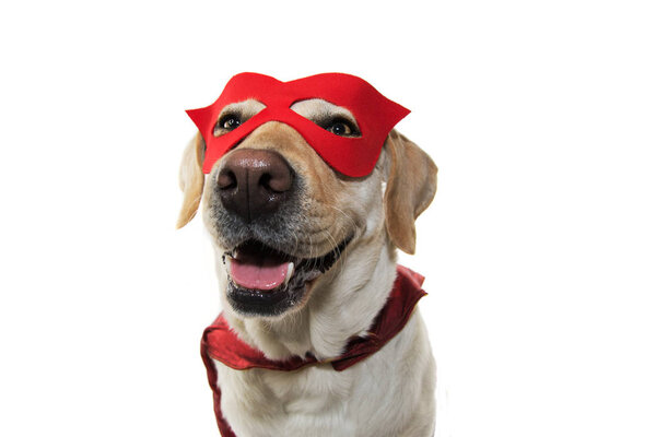 DOG SUPER HERO COSTUME. LABRADOR WEARING A RED MASK AND A CAPE.  CARNIVAL, MARDI GRAS OR HALLOWEEN. ISOLATED STUDIO SHOT  ON WHITE BACKGROUND.