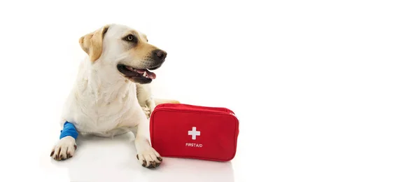 Hasta köpek. A ile uzanarak Labrador bandaj veya lastik ayak ve bir acil durum mavi ya da ilk yardım kiti. İzole Studio beyaz arka plan üzerinde ateş.