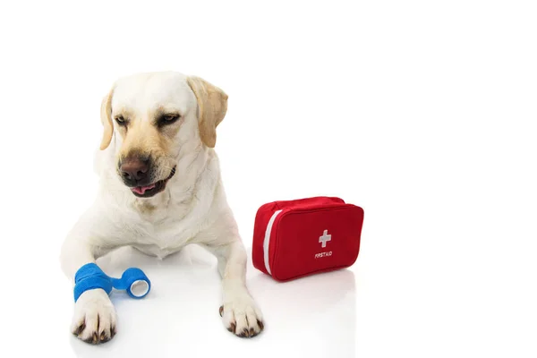 stock image SICK DOG. LABRADOR  LYING DOWN WITH A ELASTIC BLUE BANDAGE OR  BAND ON FOOT OR PAW AND A EMERGENCY  OR FIRT AID KIT. MAKING A PAIN FACE. ISOLATED STUDIO SHOT AGAINST WHITE BACKGROUND.