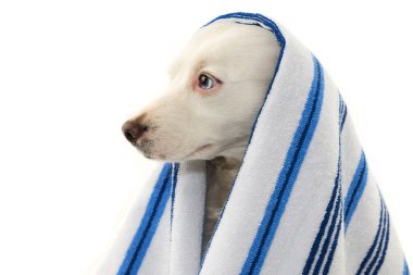 Banyo köpek. Bir mavi renkli havlu ile sarılmış karışık-Breed köpek yavrusu. İzole Studio vurdu beyaz arka planı.