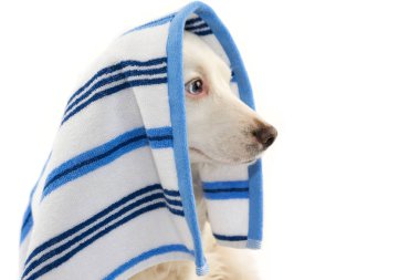 Banyo profil köpek. Bir mavi renkli havlu ile sarılmış karışık-Breed köpek yavrusu. İzole Studio vurdu beyaz arka planı.