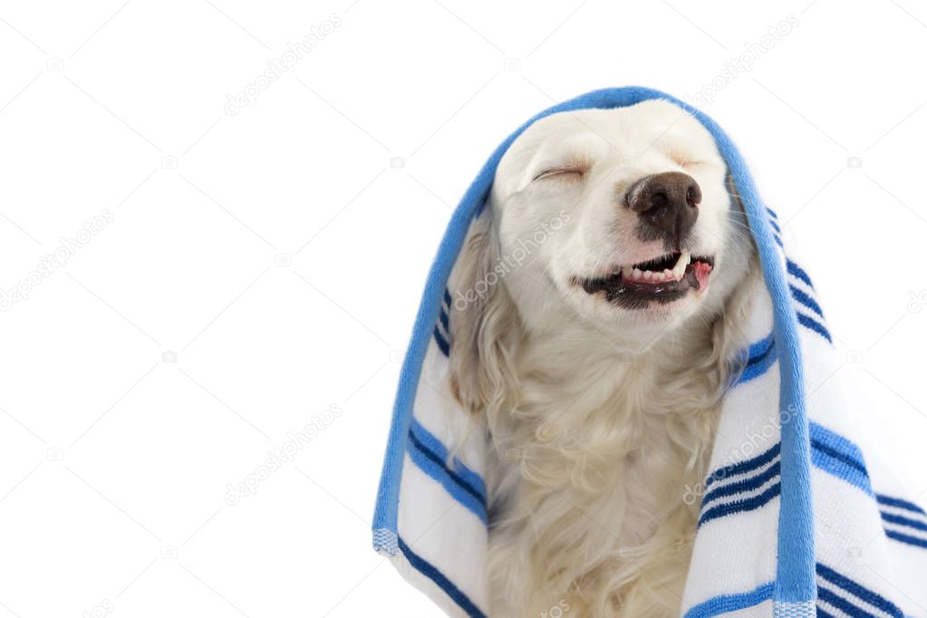 FUNNY DOG BATHING. MIXED-BREED PUPPY WRAPPED WITH A BLUE COLORED TOWEL. MAKING A FACE. ISOLATED STUDIO SHOT AGAINST WHITE BACKGROUND.